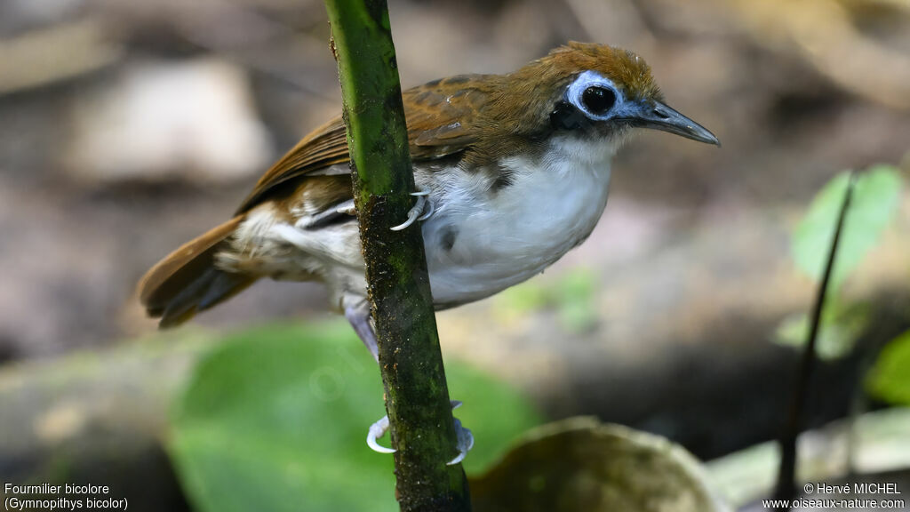 Bicolored Antbird