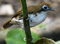 Bicolored Antbird