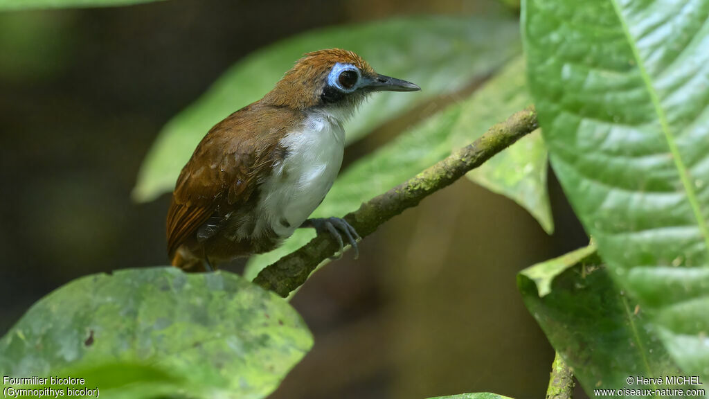 Bicolored Antbird