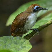 Bicolored Antbird