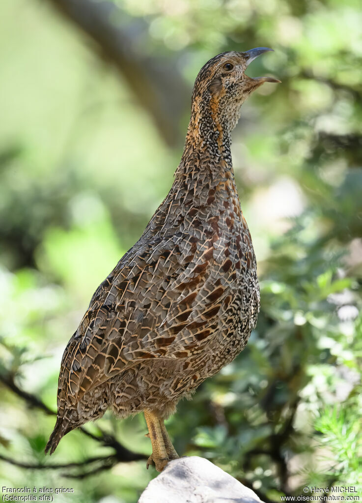 Francolin à ailes grises