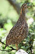 Francolin à ailes grises