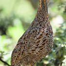 Francolin à ailes grises