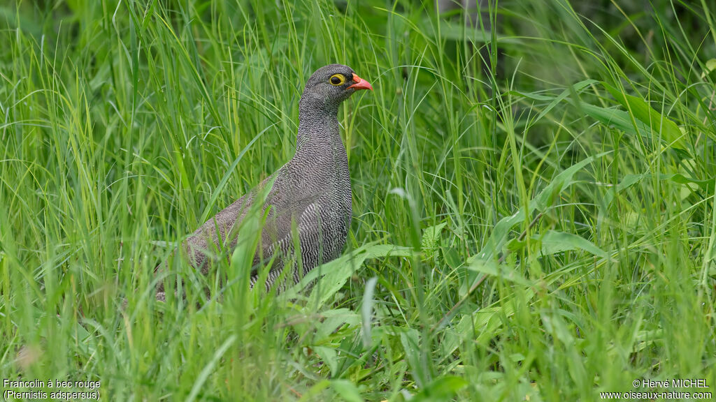 Francolin à bec rouge