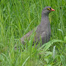 Francolin à bec rouge