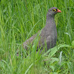 Francolin à bec rouge
