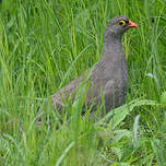 Francolin à bec rouge