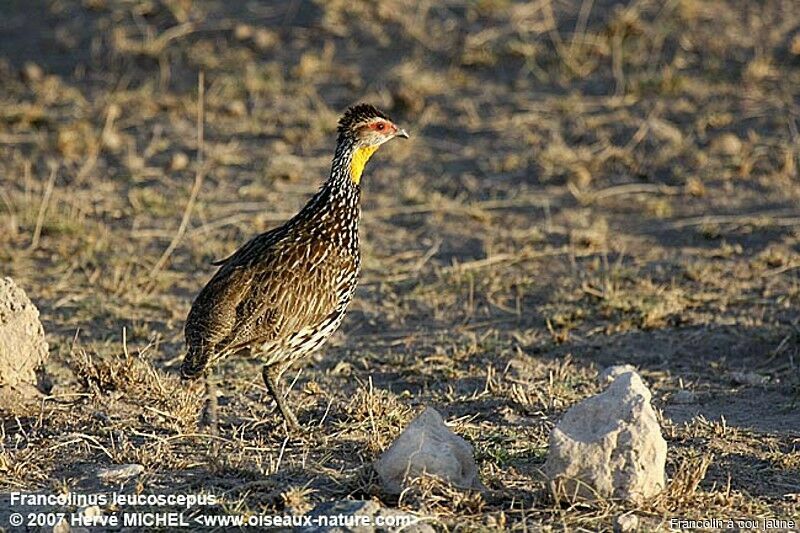 Francolin à cou jaune mâle adulte