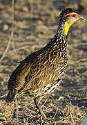 Francolin à cou jaune