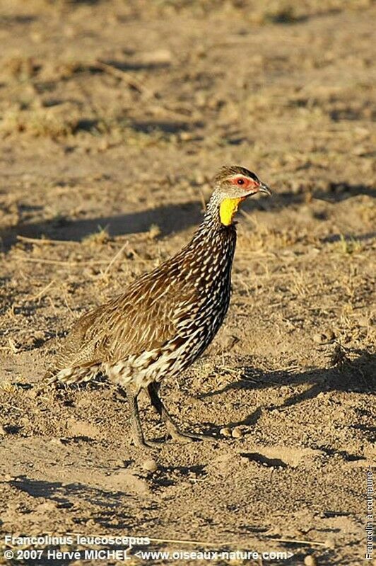 Francolin à cou jauneadulte