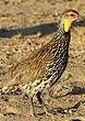 Francolin à cou jaune