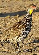 Yellow-necked Spurfowl