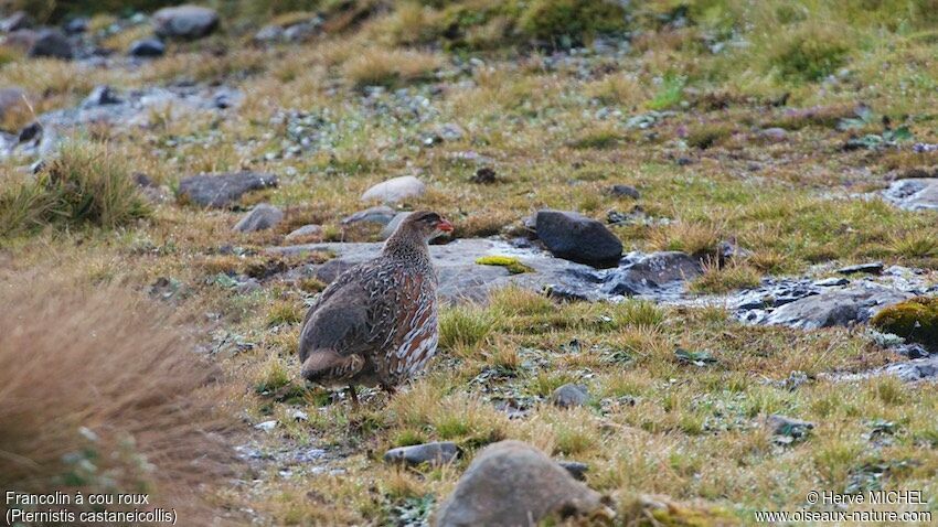 Francolin à cou roux