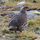 Francolin à cou roux