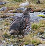 Francolin à cou roux