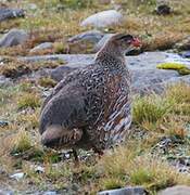 Chestnut-naped Spurfowl