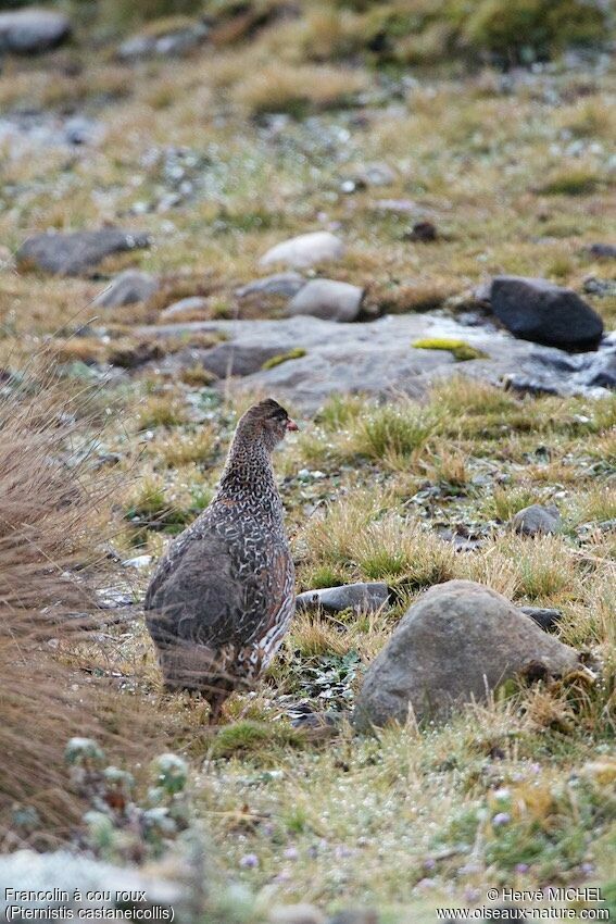 Chestnut-naped Spurfowl