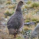 Francolin à cou roux