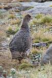 Francolin à cou roux