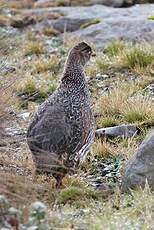 Francolin à cou roux