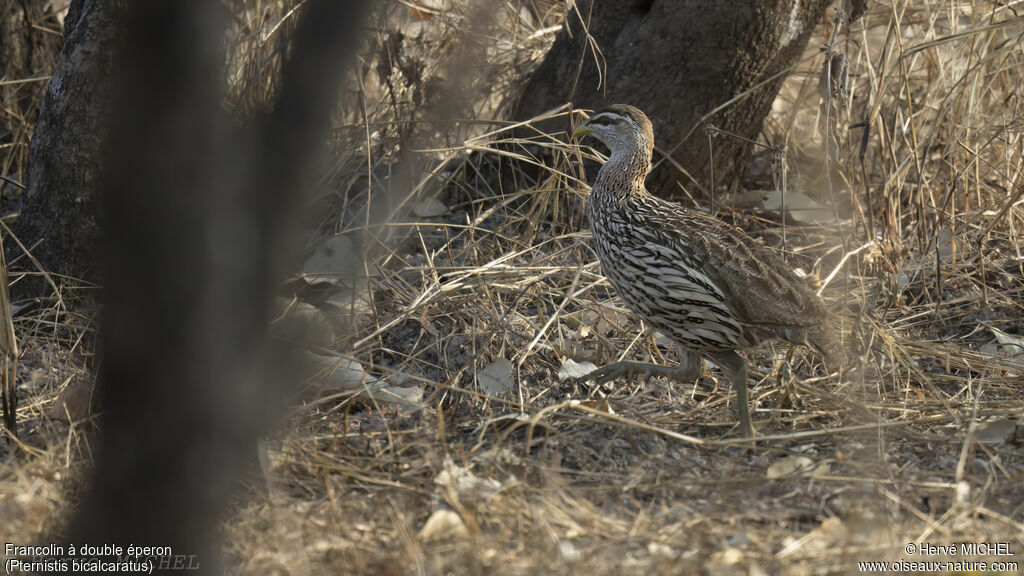 Double-spurred Spurfowl