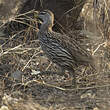 Francolin à double éperon