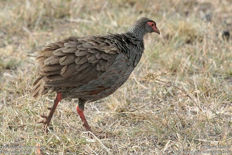 Francolin à gorge rougeadulte