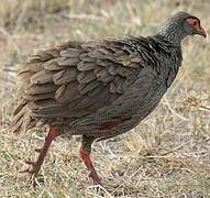 Francolin à gorge rouge