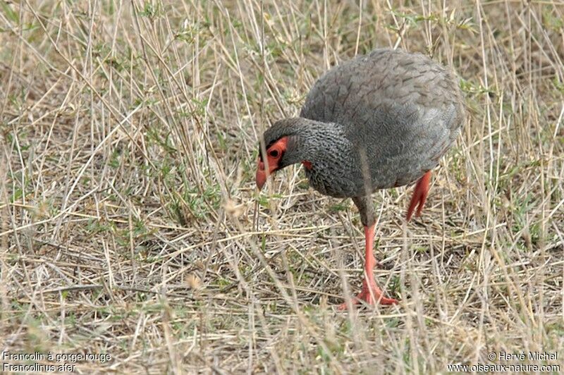 Red-necked Spurfowladult