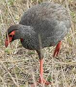 Francolin à gorge rouge