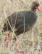 Francolin à gorge rouge