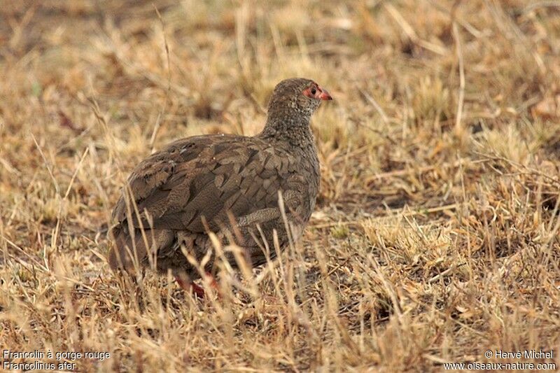 Red-necked Spurfowl