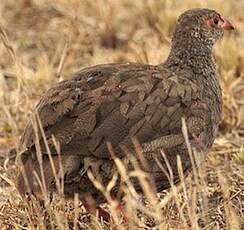 Francolin à gorge rouge