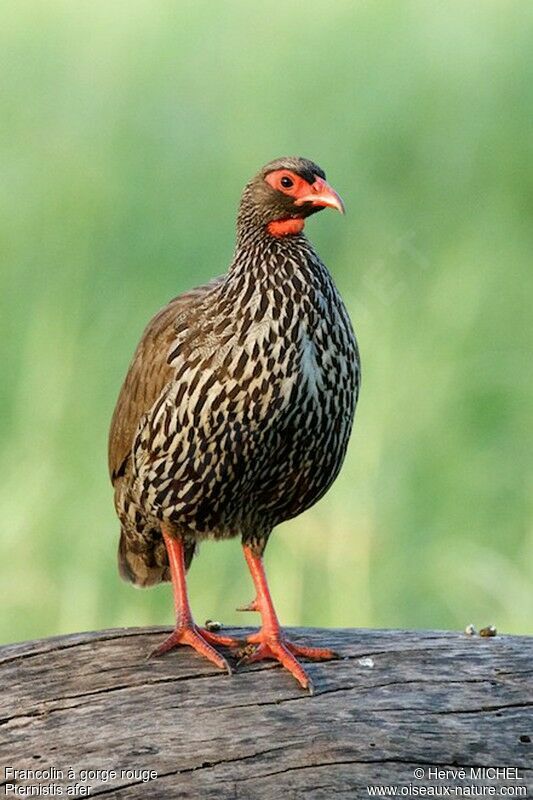 Francolin à gorge rougeadulte