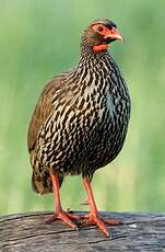 Francolin à gorge rouge