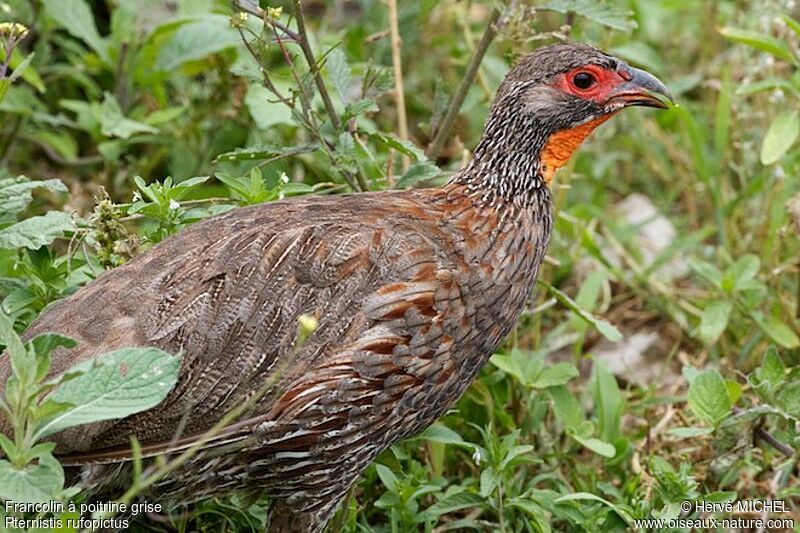 Francolin à poitrine grise