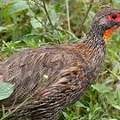 Francolin à poitrine grise