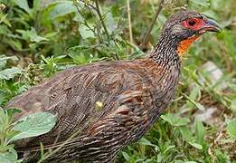 Grey-breasted Spurfowl