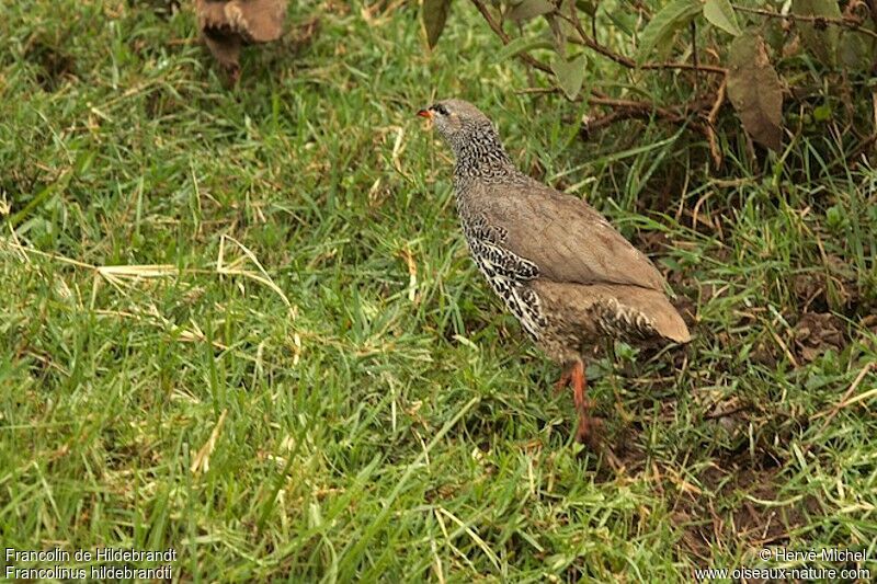 Francolin de Hildebrandtadulte