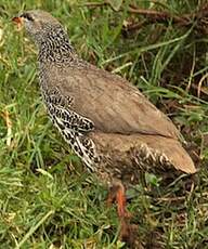 Francolin de Hildebrandt