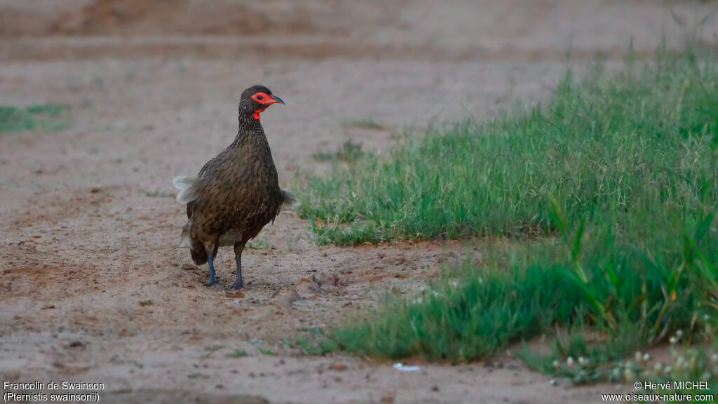 Francolin de Swainson