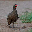 Francolin de Swainson