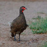 Francolin de Swainson