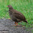 Francolin du Natal