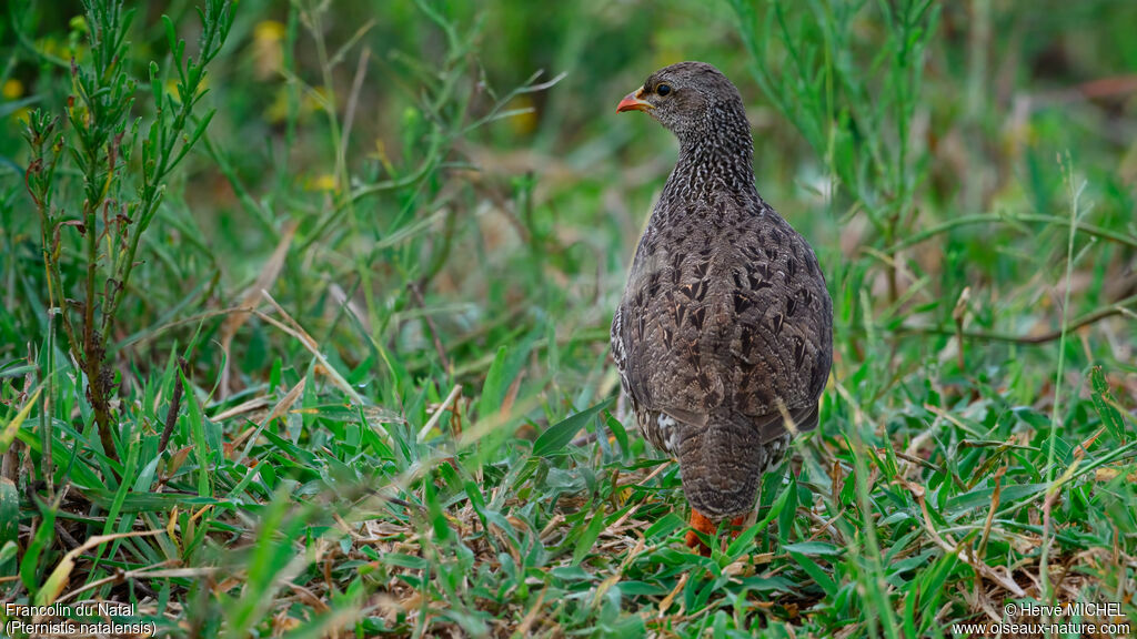 Francolin du Natal
