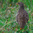 Francolin du Natal