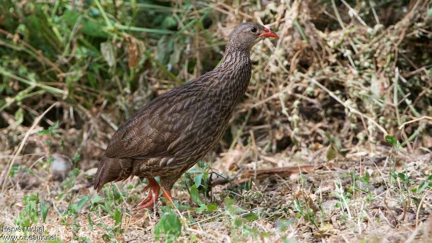 Scaly Spurfowladult, identification