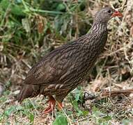 Scaly Spurfowl