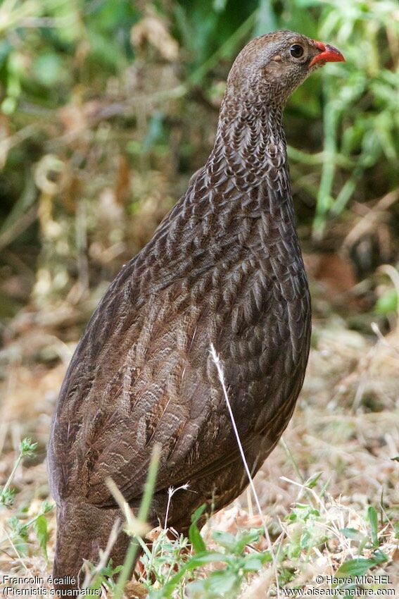 Scaly Spurfowl