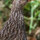 Francolin écaillé